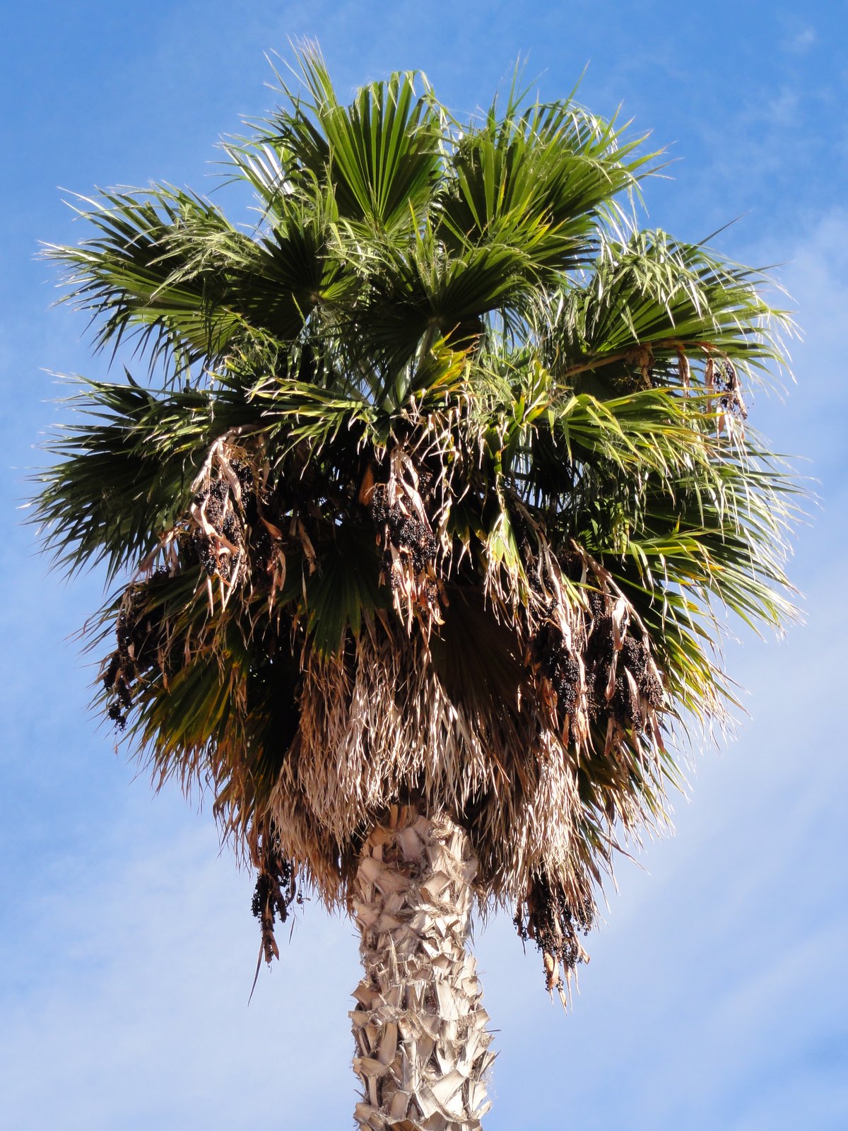 Palm Tree Trimming What It Does and How To Ensure You Do It Right