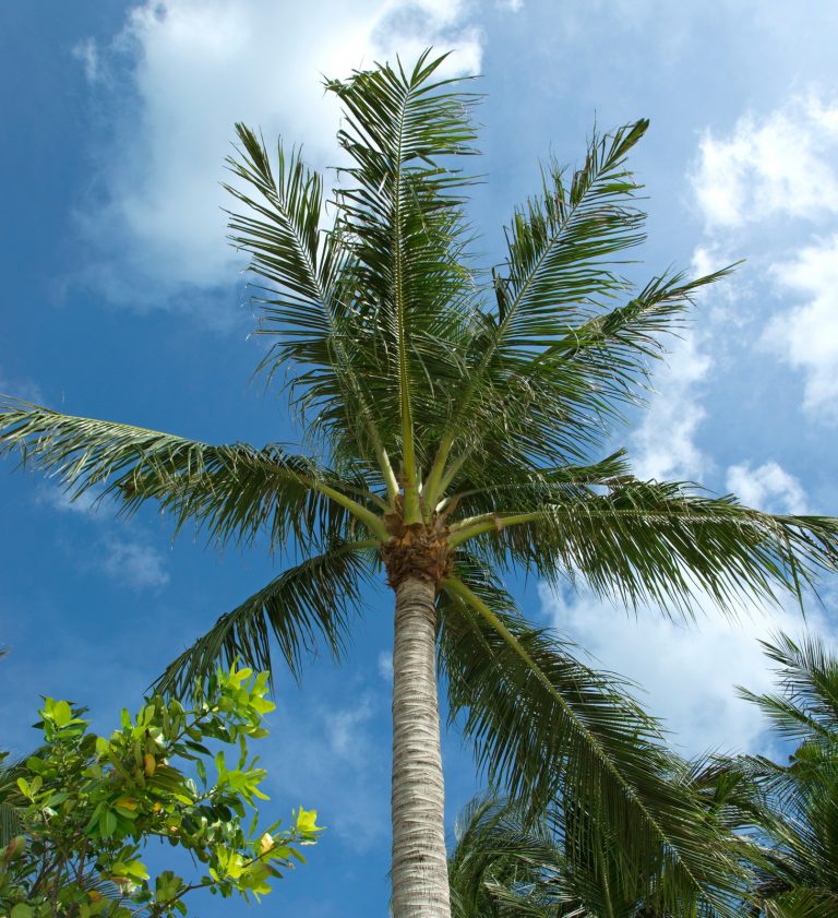 What You Need To Know About Palm Tree Trimming EPS Landscaping & Tree